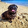 dog, pug, beach, sand, sea, ocean, mountains, tongue_out, blue_eye, pet, animal, sunny, outdoor, nature, canine, smiling, cute, sitting, happy, portrait