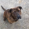 dog, brindle_coat, pet, outdoor, animal, canine, looking_up, ground, ears, tail, collar, brown, fur, muzzle, cute, loyal, friendly, companion, alert, expression