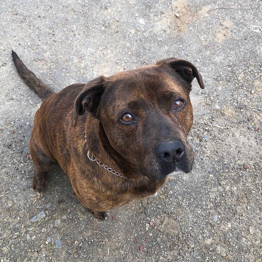 Lucky a rejoint le concours — aidez-le/la à gagner de superbes lots ! dog, brindle_coat, pet, outdoor, animal, canine, looking_up, ground, ears, tail, collar, brown, fur, muzzle, cute, loyal, friendly, companion, alert, expression