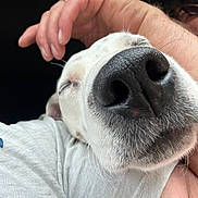 Yuyu a rejoint le concours — aidez-le/la à gagner de superbes lots ! arm, black_background, candid, casual_clothing, close_up, companion, dog, face, facial_hair, glasses, hand, indoor, nose, person, pet, portrait, relaxed, smile, sunglasses, white_fur
