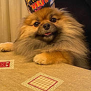 Taina a rejoint le concours — aidez-le/la à gagner de superbes lots ! adorable, animal, brown_fur, closeup, crown, cute, dog, fluffy, fur, happy, indoor, naruto, pet, pomeranian, portrait, resting, smiling, table, tablecloth, tongue_out