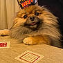 adorable, animal, brown_fur, closeup, crown, cute, dog, fluffy, fur, happy, indoor, naruto, pet, pomeranian, portrait, resting, smiling, table, tablecloth, tongue_out