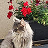 cat, fluffy, gray_cat, flower_pot, red_flowers, green_leaves, sunlight, outdoor, wall, tile_floor, pet, animal, sitting, nature, plant, garden, peaceful, feline, domestic_cat, portrait