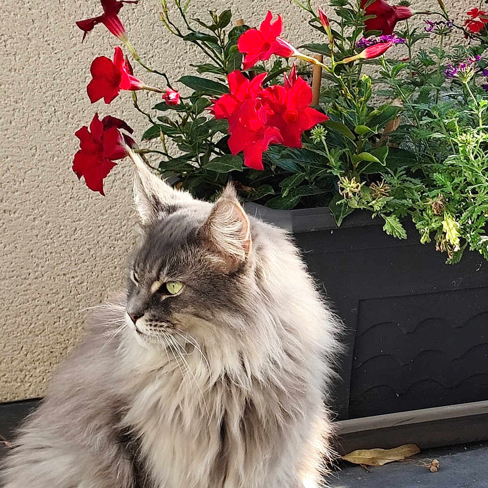 Zumba participe au concours pour gagner de l'argent avec cette photo : cat, fluffy, gray_cat, flower_pot, red_flowers, green_leaves, sunlight, outdoor, wall, tile_floor, pet, animal, sitting, nature, plant, garden, peaceful, feline, domestic_cat, portrait