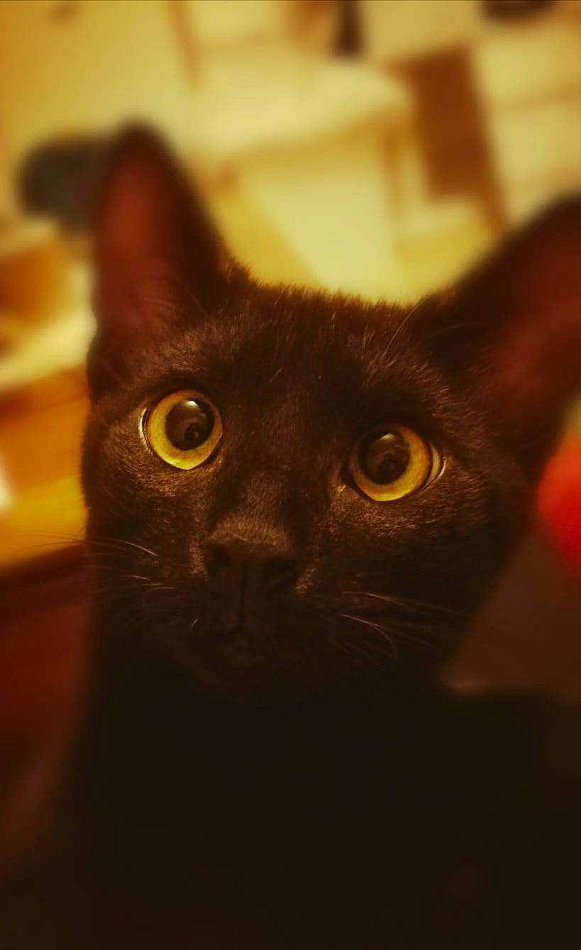 Kawa a rejoint le concours — aidez-le/la à gagner de superbes lots ! black_cat, bombay, carnivore, cat, domestic_short_haired_cat, ear, felidae, fur, iris, small_to_medium_sized_cats, snout, whiskers