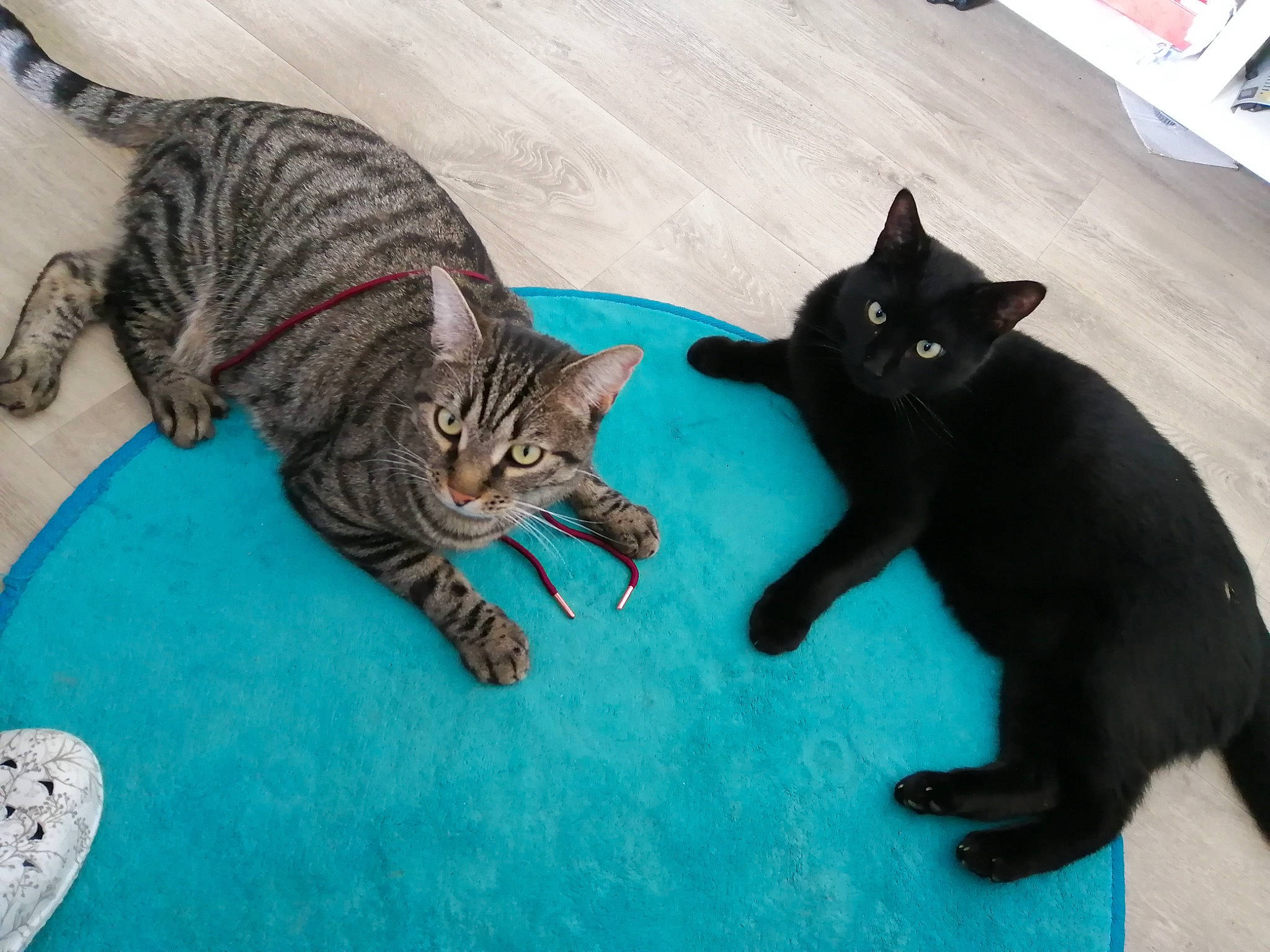 Kawa a rejoint le concours — aidez-le/la à gagner de superbes lots ! blue, bombay, carnivore, cat, claw, comfort, domestic_short_haired_cat, electric_blue, felidae, flooring, fur, organism, paw, small_to_medium_sized_cats, snout, tail, terrestrial_animal, vertebrate, whiskers