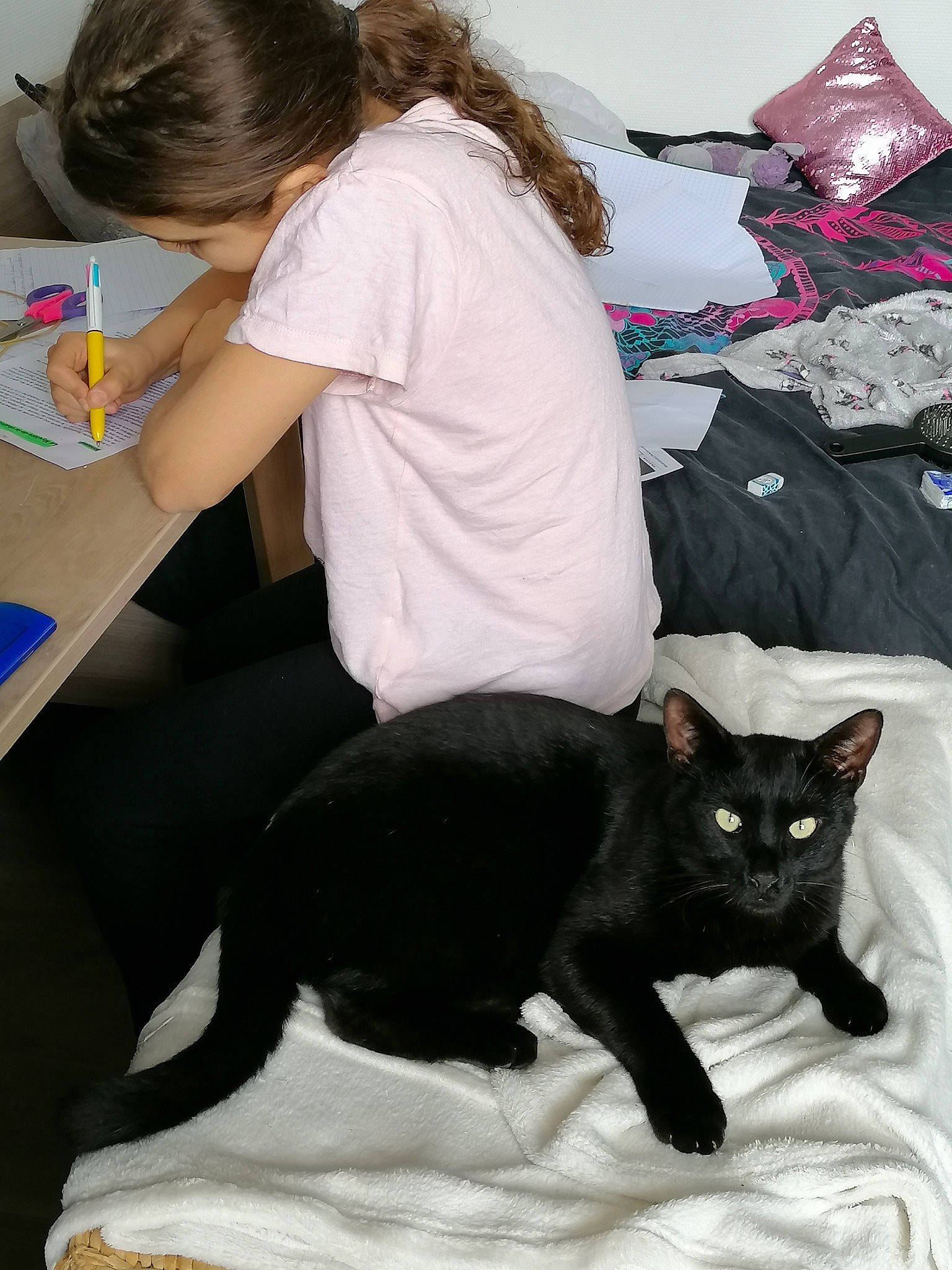 Kawa a rejoint le concours — aidez-le/la à gagner de superbes lots ! bag, black_cat, bombay, canidae, carnivore, cat, comfort, domestic_short_haired_cat, felidae, fur, grey, linens, room, sitting, sleeve, small_to_medium_sized_cats, snapshot, t_shirt, tail, whiskers