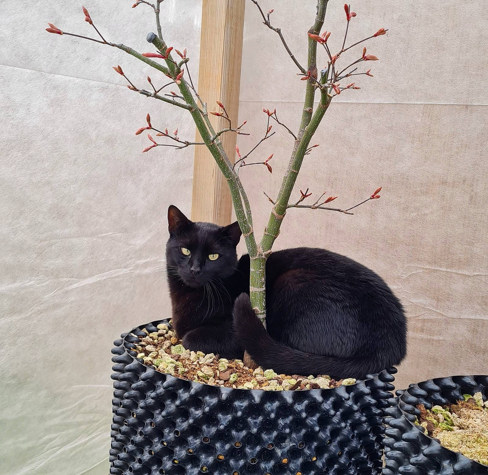 Kawa a rejoint le concours — aidez-le/la à gagner de superbes lots ! black_cat, bombay, carnivore, cat, chair, comfort, felidae, flowerpot, grass, grey, houseplant, linens, plant, small_to_medium_sized_cats, tail, tree, twig, vase, whiskers, wood