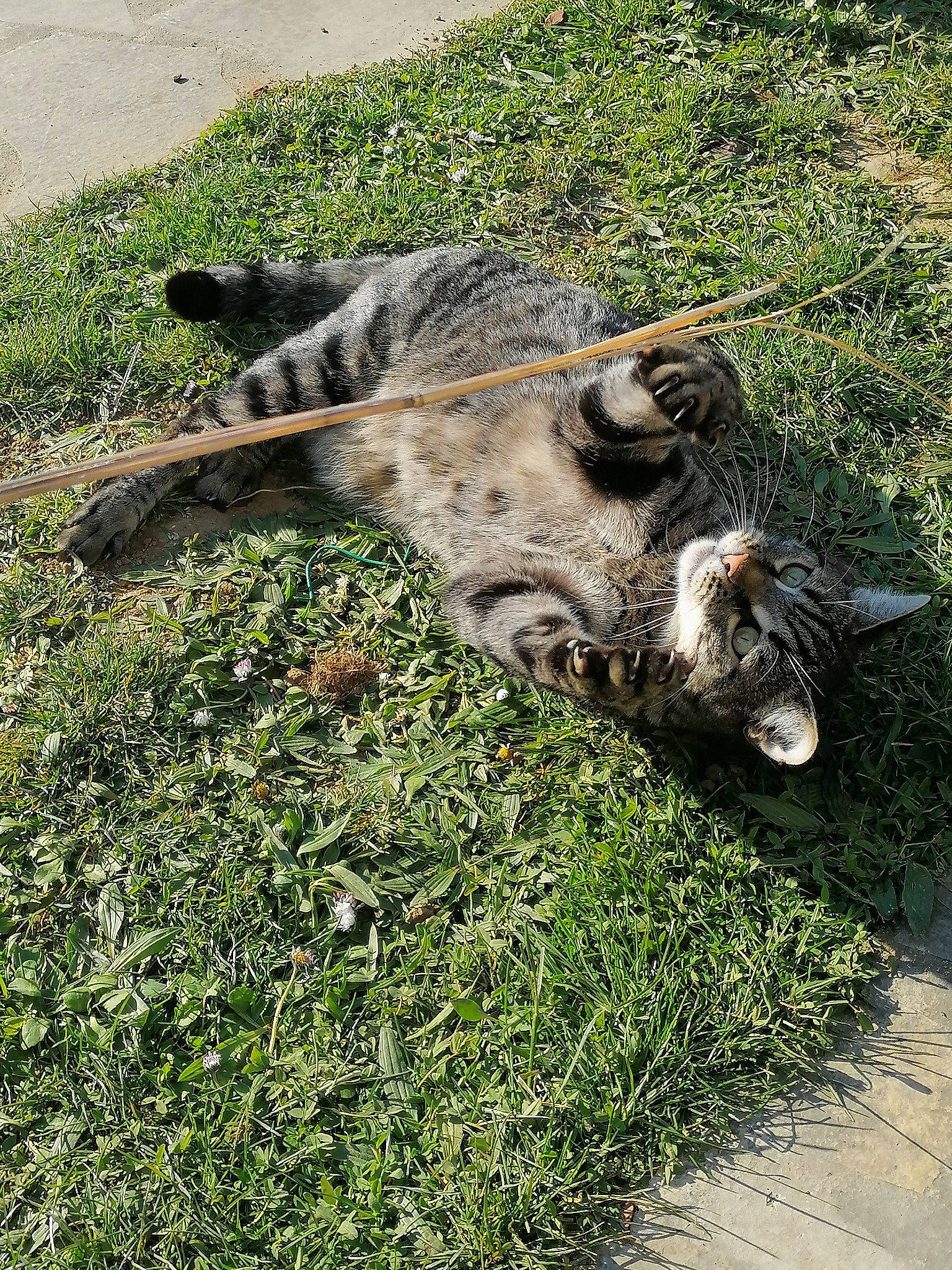 Hyoki a rejoint le concours — aidez-le/la à gagner de superbes lots ! australian_cattle_dog, canidae, carnivore, claw, dog, dog_breed, domestic_short_haired_cat, fawn, felidae, fur, grass, groundcover, nile_crocodile, small_to_medium_sized_cats, snout, soil, sporting_group, spotted_hyena, tail, terrestrial_animal