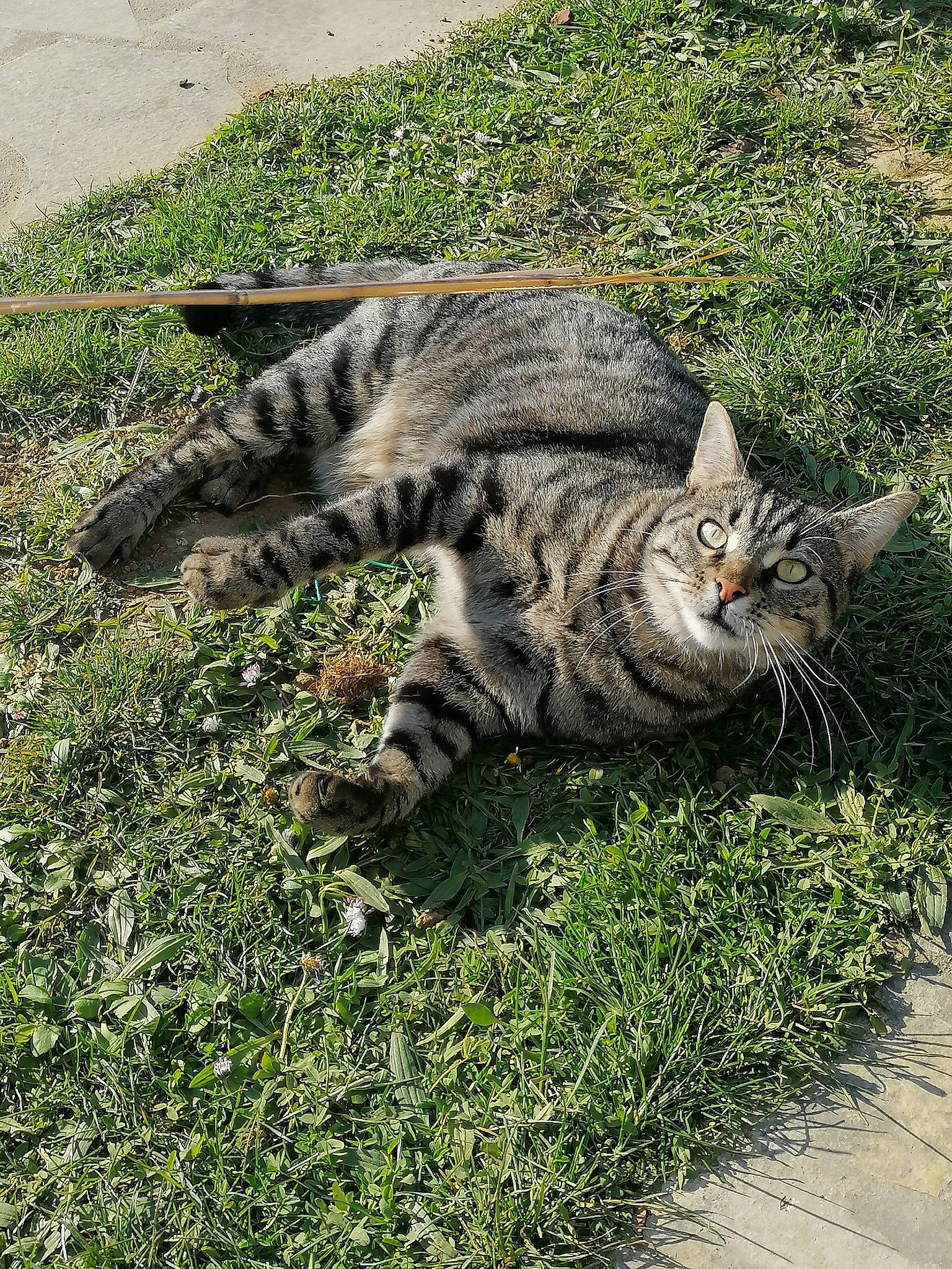 Hyoki a rejoint le concours — aidez-le/la à gagner de superbes lots ! carnivore, cat, domestic_short_haired_cat, eye, felidae, fur, grass, groundcover, paw, plant, road_surface, small_to_medium_sized_cats, soil, tail, terrestrial_animal, whiskers