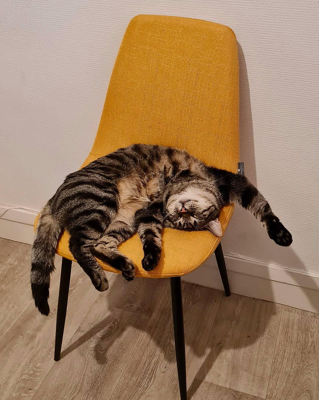 Hyoki participe au concours pour gagner de l'argent avec cette photo : carnivore, cat, comfort, domestic_short_haired_cat, felidae, floor, flooring, fur, furniture, hardwood, headgear, metal, room, small_to_medium_sized_cats, snout, sporting_group, tail, terrestrial_animal, whiskers, wood