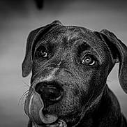 Abby a rejoint le concours — aidez-le/la à gagner de superbes lots ! dog, close_up, black_and_white, tongue, pet, animal, canine, portrait, cute, expression, whiskers, ears, looking_up, fur, nostrils, snout, indoor, monochrome, adorable, face