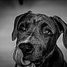 dog, close_up, black_and_white, tongue, pet, animal, canine, portrait, cute, expression, whiskers, ears, looking_up, fur, nostrils, snout, indoor, monochrome, adorable, face