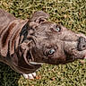 Abby participe au concours pour gagner de l'argent avec cette photo : puppy, dog, blue_eyes, grass, outdoor, pet, animal, cute, curious, fur, portrait, canine, young, nature, looking_up, ears, snout, whiskers, daylight, playful