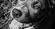 Abby participe au concours pour gagner de l'argent avec cette photo : dog, smiling, black_and_white, close_up, outdoor, grass, pet, canine, happy, portrait, animal, friendly, cute, fur, nose, eyes, paw, looking_up, texture, nature