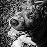 dog, smiling, black_and_white, close_up, outdoor, grass, pet, canine, happy, portrait, animal, friendly, cute, fur, nose, eyes, paw, looking_up, texture, nature