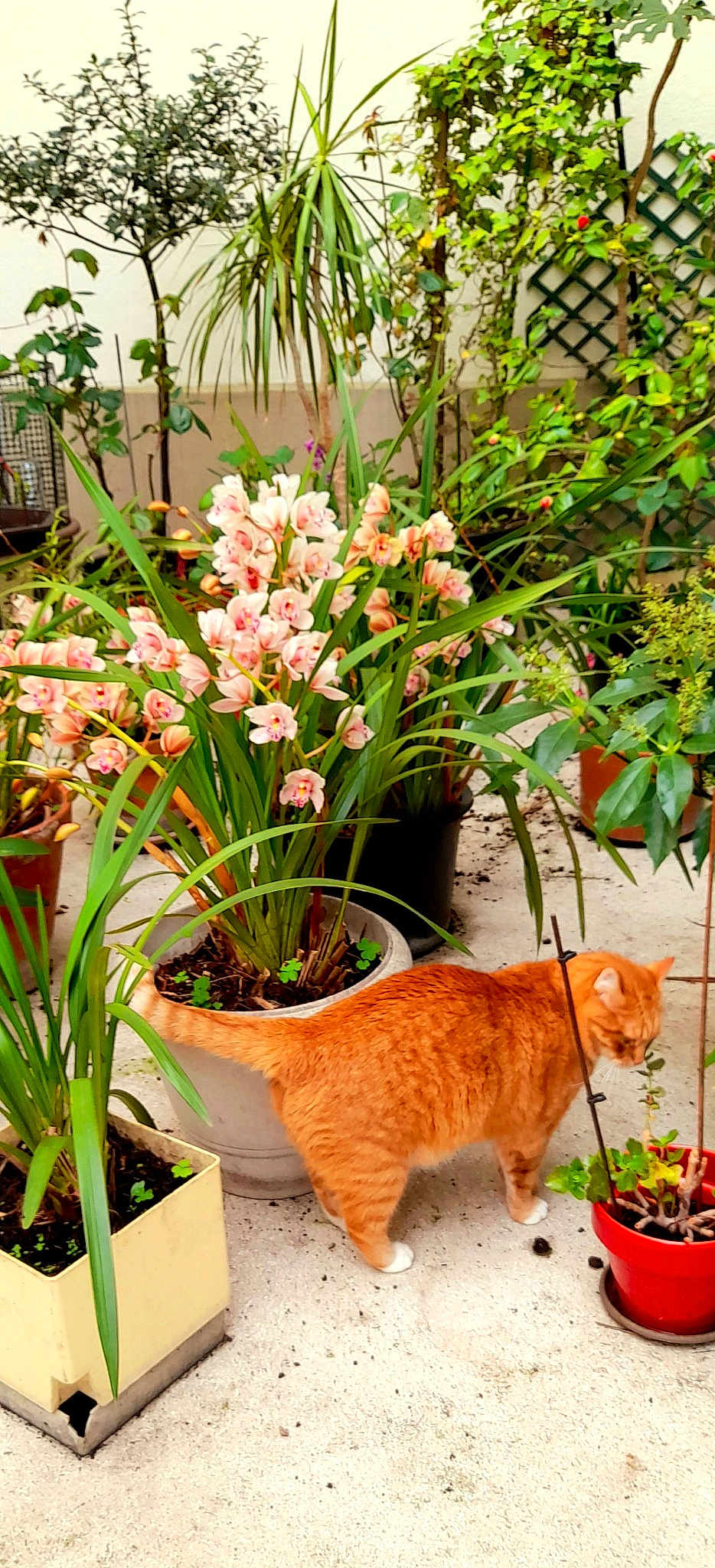 Ginger