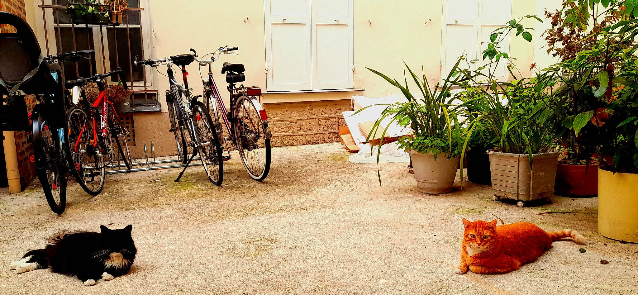 Mimi participe au concours pour gagner de l'argent avec cette photo : bicycle, bicycle_accessory, bicycle_fork, bicycle_frame, bicycle_handlebar, bicycle_part, bicycle_saddle, bicycle_seatpost, bicycle_tire, bicycle_wheel, bicycles_equipment_and_supplies, carnivore, cat, flooring, flowerpot, houseplant, plant, tire, wheel, wood