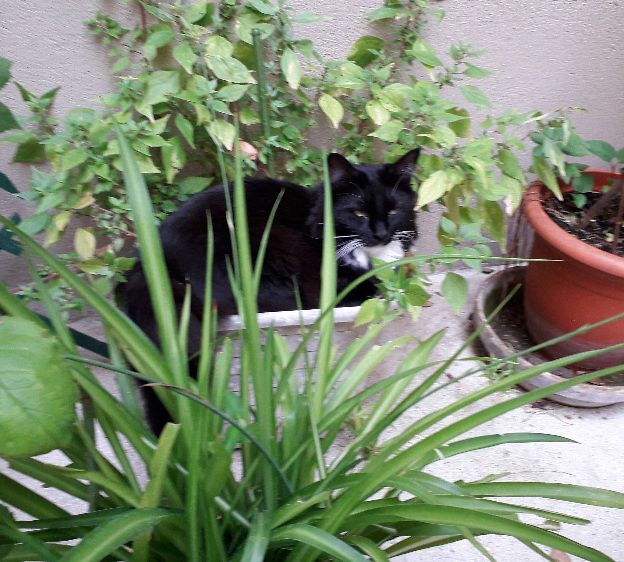 Mimi a rejoint le concours — aidez-le/la à gagner de superbes lots ! black_cat, carnivore, cat, domestic_short_haired_cat, felidae, flowering_plant, flowerpot, garden, grass, grass_family, groundcover, herbaceous_plant, houseplant, mammal, plant, shrub, small_to_medium_sized_cats, tail, terrestrial_plant, whiskers