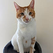 Cheeto is registered to the contest to win money with this photo: cat, orange_and_white, sitting, pet, whiskers, green_eyes, fur, cat_perch, indoor, animal, portrait, feline, cute, looking_at_camera, tabby, domestic_cat, ears, nose, paws, clean_background