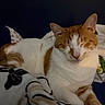 cat, orange_and_white, sleeping, pet, animal, cozy, blanket, indoor, fur, whiskers, cute, resting, domestic_cat, mammal, feline, relaxation, soft_texture, comfort, peaceful, home