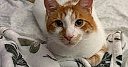 Cheeto joined the competition — help win amazing prizes! cat, orange_and_white_cat, pet, animal, bed, blanket, floral_pattern, indoor, cozy, fur, whiskers, ears, eyes, tail, resting, looking_at_camera, soft_texture, comfortable, domestic, cute