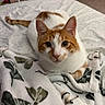 cat, orange_and_white_cat, pet, animal, bed, blanket, floral_pattern, indoor, cozy, fur, whiskers, ears, eyes, tail, resting, looking_at_camera, soft_texture, comfortable, domestic, cute