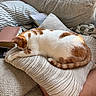 cat, sleeping, couch, cushion, striped_pillow, blanket, book, foot, cozy, indoor, relaxation, furniture, pet, orange_and_white_cat, home, resting, soft_texture, living_room, domestic_animal, comfort
