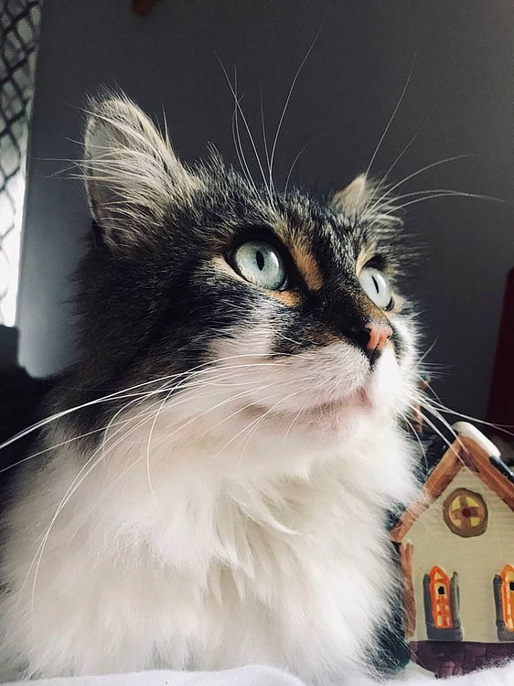 Irys participe au concours pour gagner de l'argent avec cette photo : american_curl, carnivore, cat, domestic_long_haired_cat, ear, felidae, fur, kitten, maine_coon, norwegian_forest_cat, ragamuffin, siberian, small_to_medium_sized_cats, whiskers