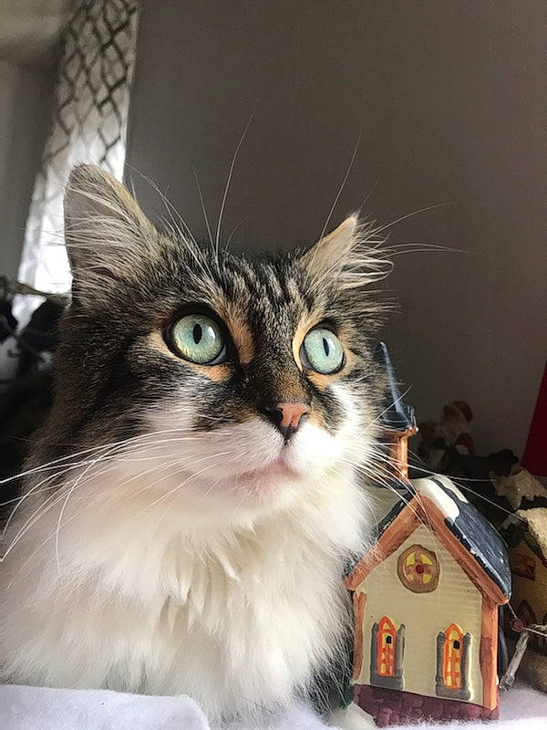 Irys participe au concours pour gagner de l'argent avec cette photo : american_curl, asian_semi_longhair, british_semi_longhair, carnivore, cat, domestic_long_haired_cat, eye, felidae, fur, kitten, maine_coon, mammal, norwegian_forest_cat, ragamuffin, siberian, small_to_medium_sized_cats, tabby_cat, whiskers
