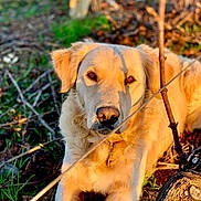 Pluton a rejoint le concours — aidez-le/la à gagner de superbes lots ! animal, brown, canine, close_up, daylight, dog, fur, golden_retriever, grass, green, lying_down, nature, outdoor, pet, portrait, relaxing, shadow, stick, sunlight, tree_stump
