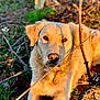 animal, brown, canine, close_up, daylight, dog, fur, golden_retriever, grass, green, lying_down, nature, outdoor, pet, portrait, relaxing, shadow, stick, sunlight, tree_stump