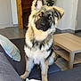 Zuko participe au concours pour gagner de l'argent avec cette photo : dog, puppy, german_shepherd, couch, pillows, living_room, wooden_table, stairs, tile_floor, curious, fluffy, pet, indoors, animal, furniture, home, cute, sitting, head_tilt, domestic