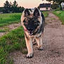 Zuko a rejoint le concours — aidez-le/la à gagner de superbes lots ! dog, puppy, german_shepherd, running, path, dirt_road, grass, outdoor, nature, sunset, ears, tongue, happy, animal, canine, fur, field, playful, pet, walking