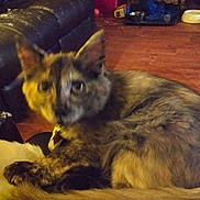 Ivy is registered to the contest to win money with this photo: animal, blurry, cat, closeup, collar, couch, cozy, domestic_animal, feline, floor, food_bowl, fur, furniture, household, indoor, living_room, pet, resting, tortoiseshell_cat, wood_floor