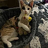 animal, blanket, blue_eyes, calico, cat, cozy, cuddling, gray_fur, indoor, kitten, large_eyes, orange_fur, pet, pet_bed, portrait, rug, sheep_toy, stuffed_animal, white_fur, wood_floor