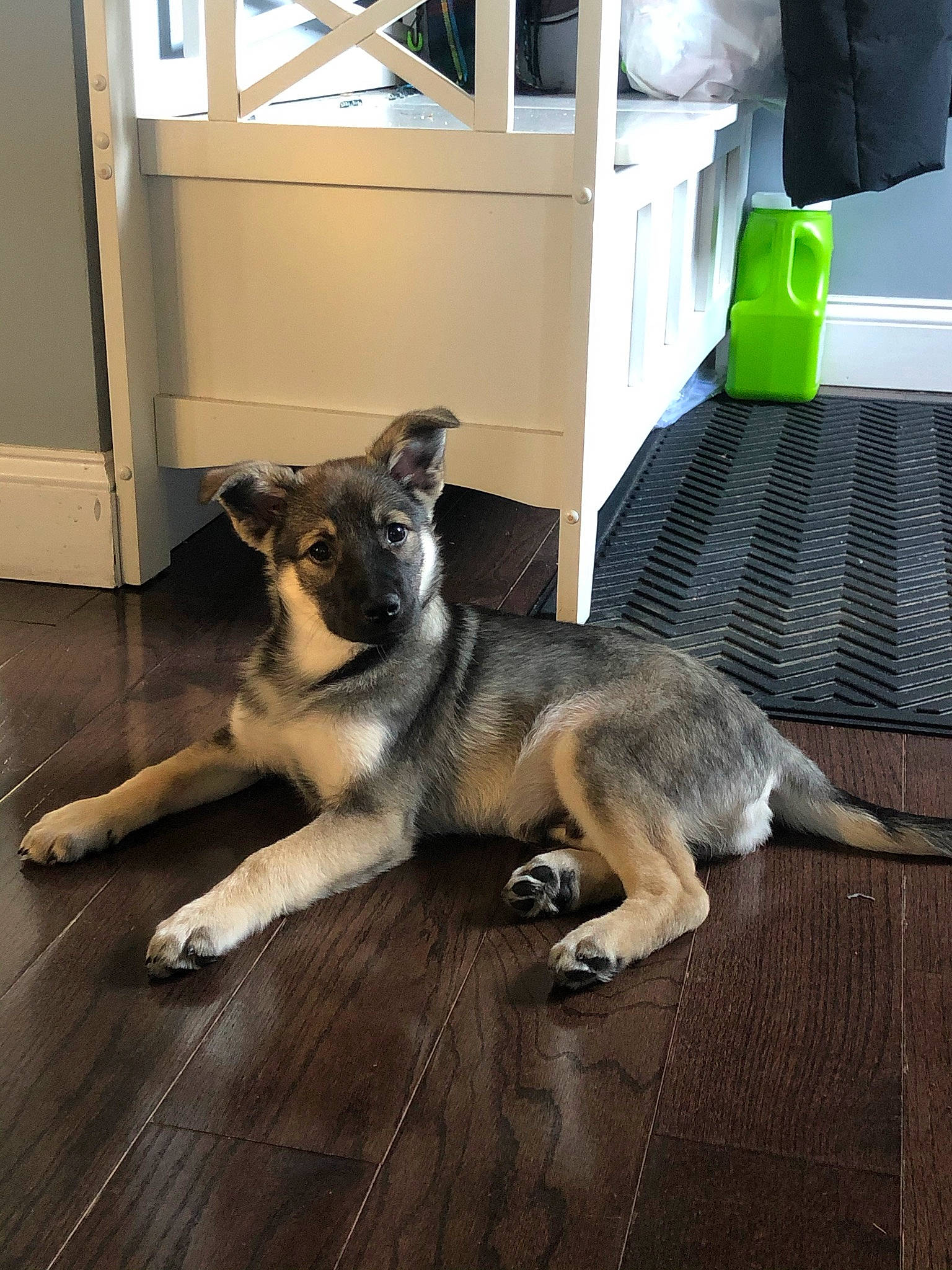 Cyrus joined the competition — help win amazing prizes! canis, carnivore, companion_dog, dog, dog_breed, east_european_shepherd, fawn, floor, flooring, fur, german_shepherd_dog, hardwood, herding_dog, paw, snout, tail, terrestrial_animal, wood, working_animal, working_dog