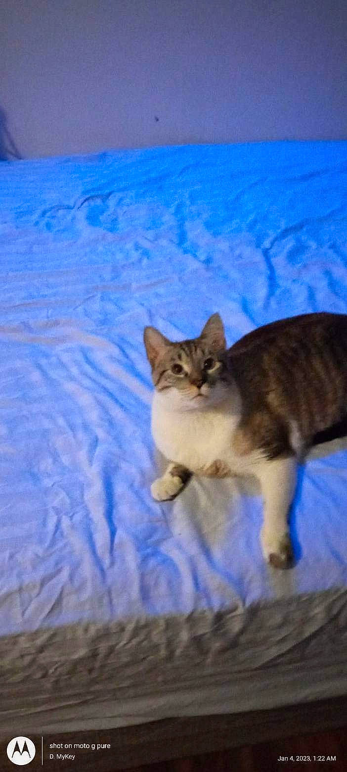 Milo is registered to the contest to win money with this photo: blue, carnivore, cat, cloud, comfort, domestic_short_haired_cat, electric_blue, fawn, felidae, fur, paw, plant, sitting, sky, small_to_medium_sized_cats, snout, tail, tree, whiskers, wood