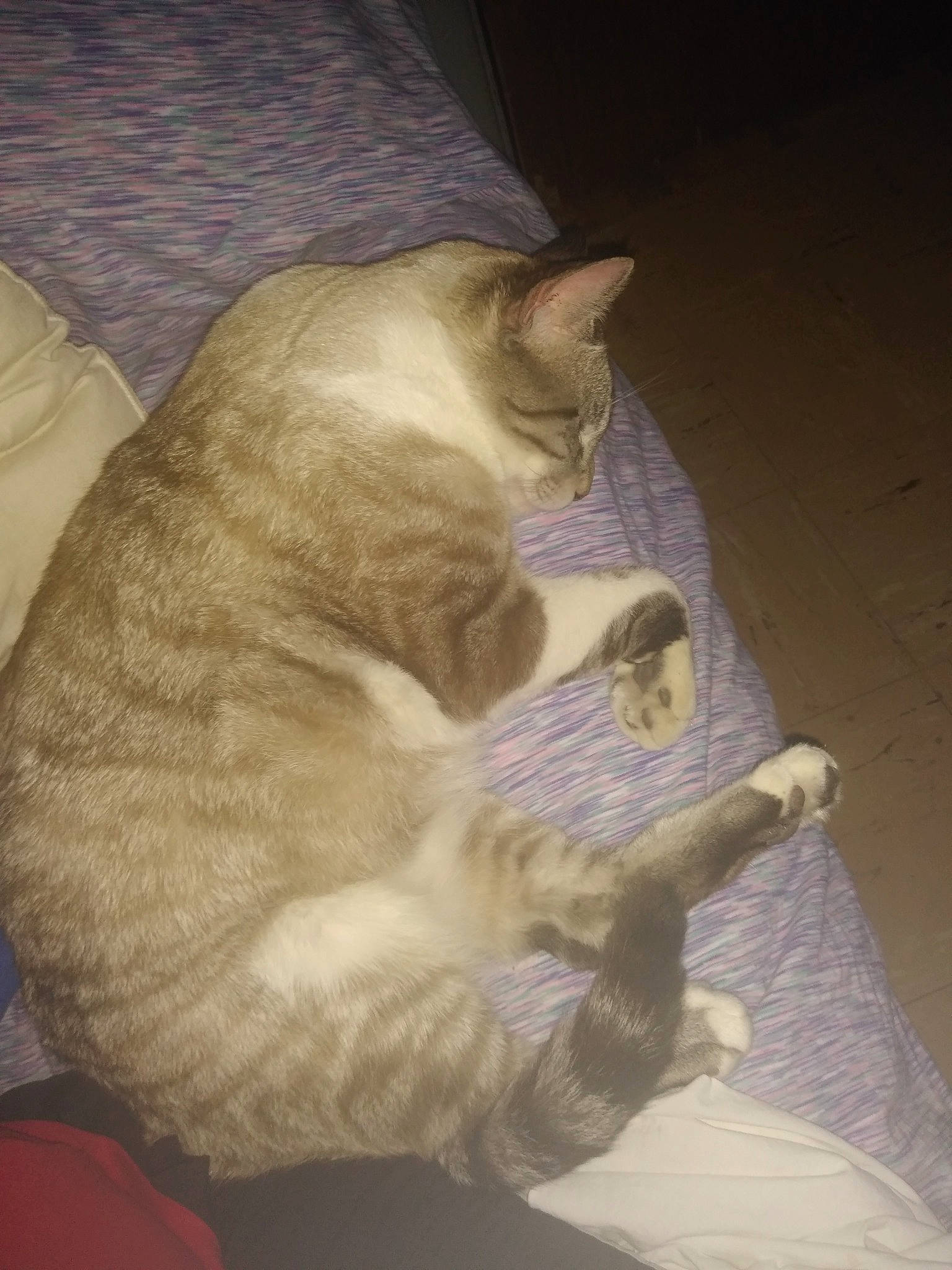 Milo joined the competition — help win amazing prizes! bed, carnivore, cat, claw, comfort, domestic_short_haired_cat, ear, fawn, felidae, fur, mammal, nap, paw, sitting, sleep, small_to_medium_sized_cats, snout, tail, whiskers, wood