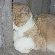 Prince a rejoint le concours — aidez-le/la à gagner de superbes lots ! cat, sleeping, nap, cozy, fur, pet, indoor, resting, animal, cute, whiskers, feline, curled, soft, carpet, closeup, relaxed, quiet, home, comfort