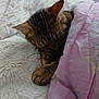 cat, tabby, sleeping, blanket, pink_blanket, white_blanket, cozy, nap, paw, fur, indoor, rest, cute, pet, animal, relax, comfort, soft, closeup, peaceful