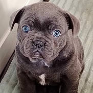 Willow participe au concours pour gagner de l'argent avec cette photo : puppy, dog, blue_eyes, gray_fur, pet, cute, animal, indoor, blanket, soft_texture, sitting, close_up, young_dog, fur, portrait, looking_at_camera, adorable, small, companion, domestic_animal