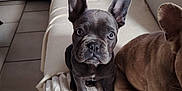 Willow a rejoint le concours — aidez-le/la à gagner de superbes lots ! french_bulldog, dog, puppy, pet, indoor, sofa, blanket, living_room, cozy, cute, brown_dog, gray_dog, ears, animal, companion, sitting, furniture, tile_floor, home, curious