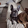 french_bulldog, dog, puppy, pet, indoor, sofa, blanket, living_room, cozy, cute, brown_dog, gray_dog, ears, animal, companion, sitting, furniture, tile_floor, home, curious
