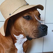 Aki participe au concours pour gagner de l'argent avec cette photo : dog, hat, brown, white, pet, canine, indoor, portrait, closeup, animal, fashion, accessory, calm, looking_away, headwear, muzzle, domestic_animal, fur, side_view, cute