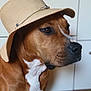 dog, hat, brown, white, pet, canine, indoor, portrait, closeup, animal, fashion, accessory, calm, looking_away, headwear, muzzle, domestic_animal, fur, side_view, cute