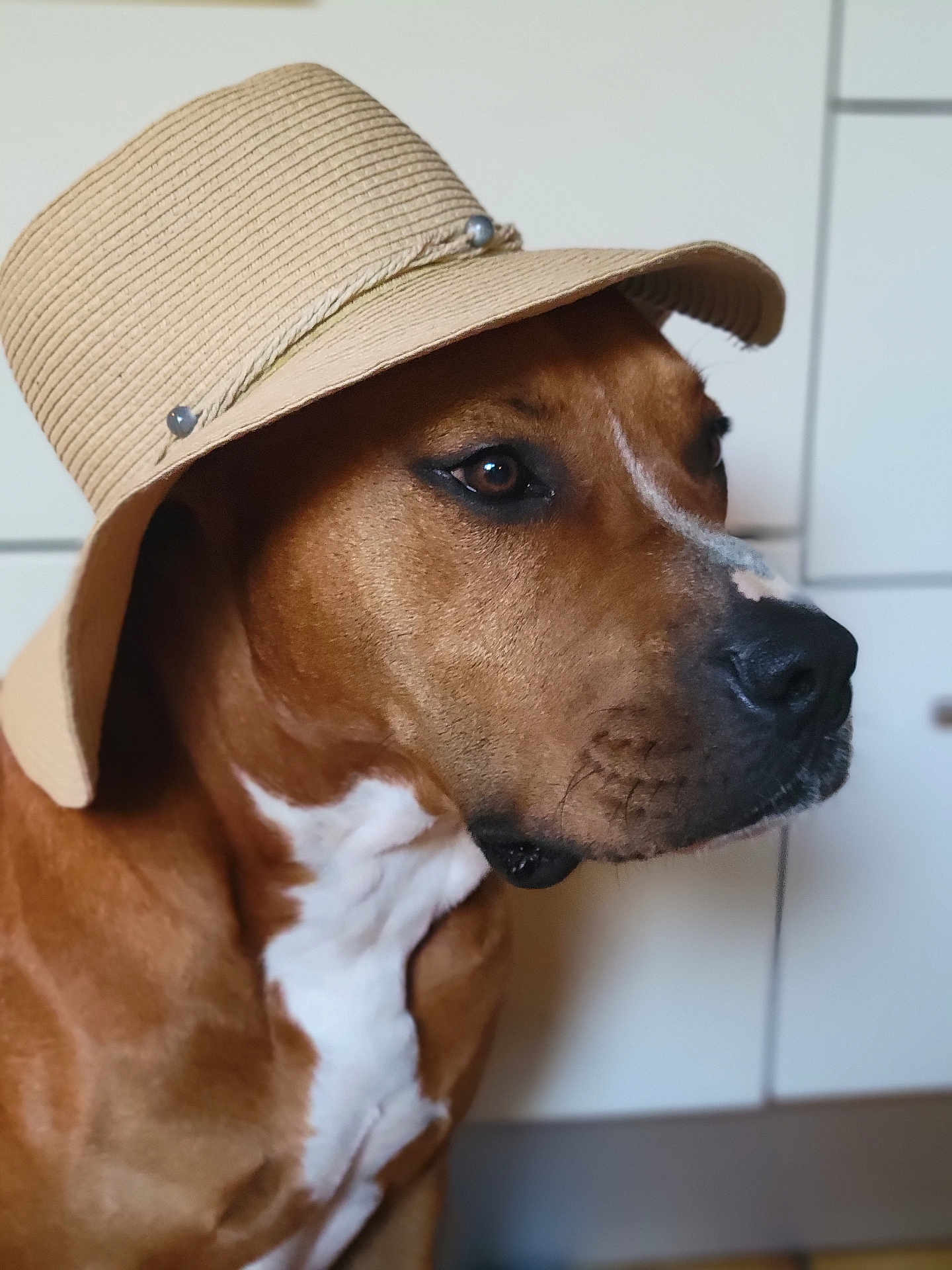 Aki participe au concours pour gagner de l'argent avec cette photo : dog, hat, brown, white, pet, canine, indoor, portrait, closeup, animal, fashion, accessory, calm, looking_away, headwear, muzzle, domestic_animal, fur, side_view, cute