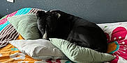 Taz participe au concours pour gagner de l'argent avec cette photo : dog, bed, pillow, blanket, indoor, resting, black_dog, floral_pattern, cozy, sleepy, pet, animal, comfort, domestic, cute, quiet, relaxing, home, furniture, wall