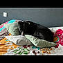 dog, bed, pillow, blanket, indoor, resting, black_dog, floral_pattern, cozy, sleepy, pet, animal, comfort, domestic, cute, quiet, relaxing, home, furniture, wall