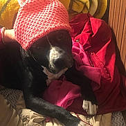 Taz participe au concours pour gagner de l'argent avec cette photo : dog, black_and_white, knit_hat, pom_pom, blanket, bed, cozy, indoor, pet, cute, resting, paw, fur, warm, red_blanket, yellow_blanket, pink_cloth, relaxed, animal, companion